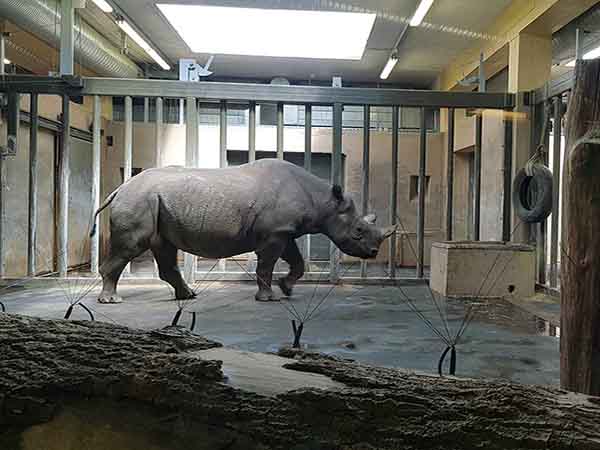 Зоопарк в Таллине. Носорог