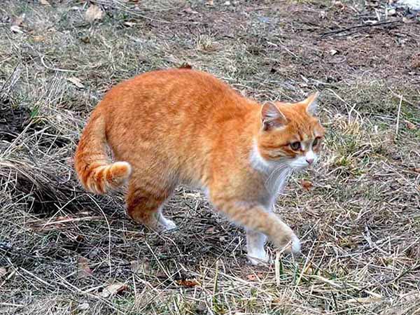 Кисловодск. Кошка охотится на территории санатория «Пикет» 