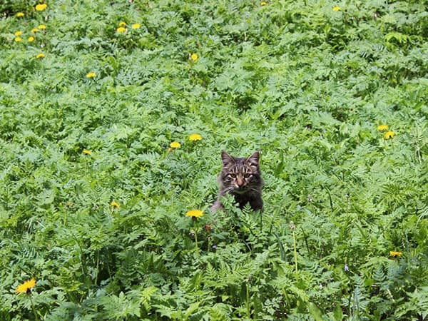 Кисловодск. Кошка охотится на территории санатория «Пикет» 