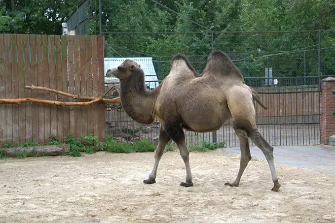 Двугорбый верблюд. Зоопарк «Лимпопо» в Нижнем Новгороде