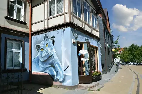 Граффити с котом, Курортный проспект,6 Зеленоградск