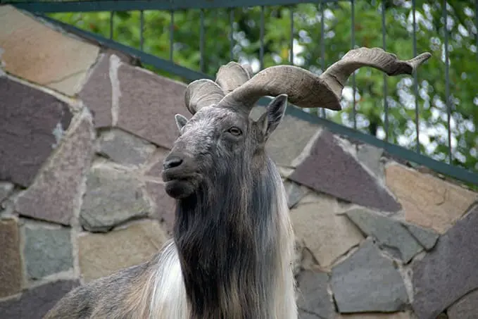 Винторогий козёл. Зоопарк «Лимпопо» в Нижнем Новгороде