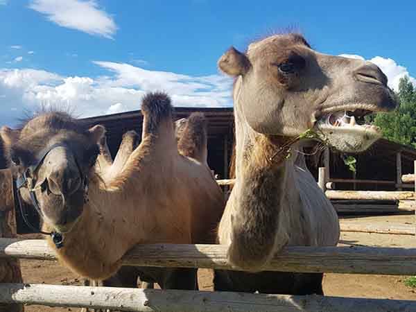 Зубастый верблюд этнопарке «Кочевник» в Сергиево Посадском округе