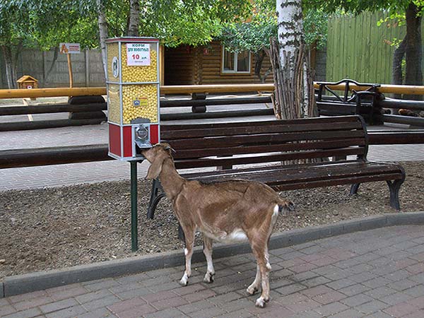 Нижний Новгород. Корм для животных в зоопарке «Лимпопо»