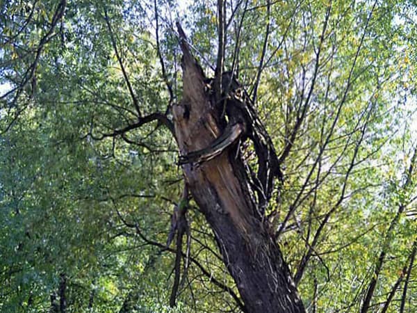 Природная скульптура на дереве. Кузьминский парк, Москва. Тверь.