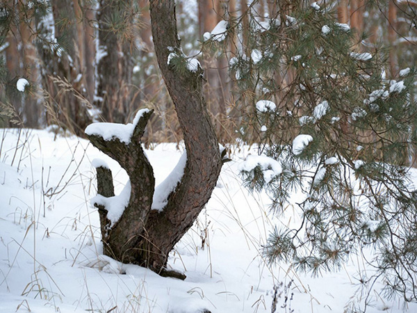 Дерево-образ на территории «Русский лес»