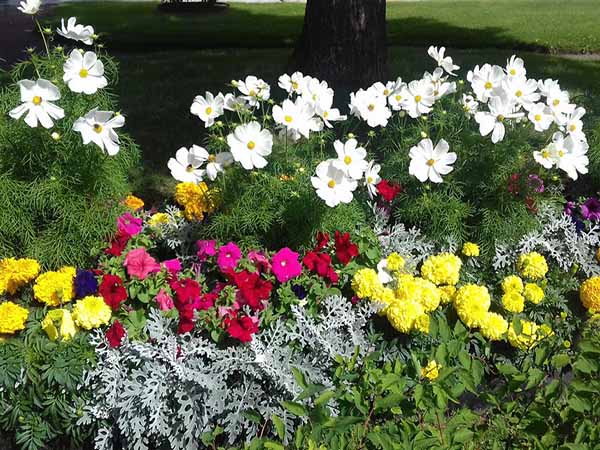 Ораниенбаум. Цветы в Верхнем парке